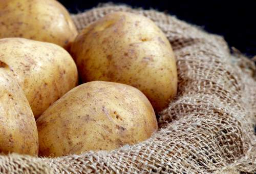Image de pommes de terre Bintje dans un sac