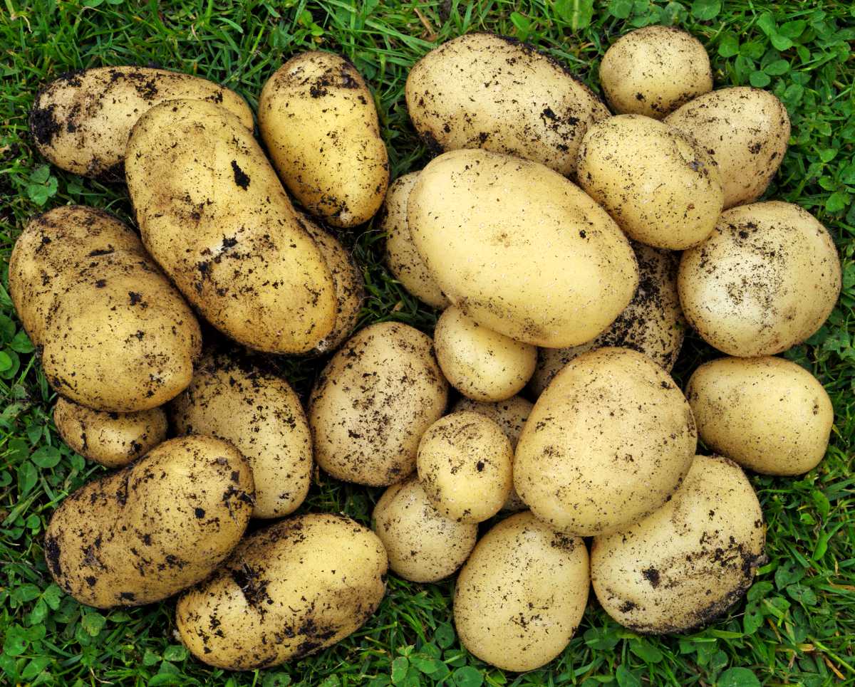 Image de pommes de terre Charlotte peu après la récole encore toute couverte de terre