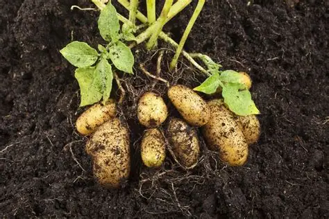 Image de pommes de terre ratte encore dans la terre prête à être récoltée